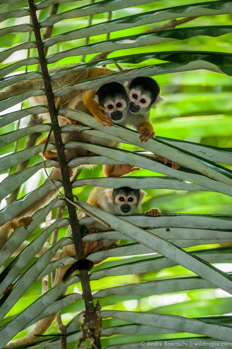 Willa Casa Amazonas Puerto Maldonado Zewnętrze zdjęcie